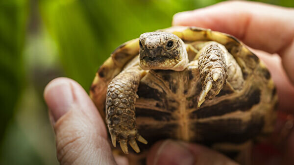 Источник ria.ru