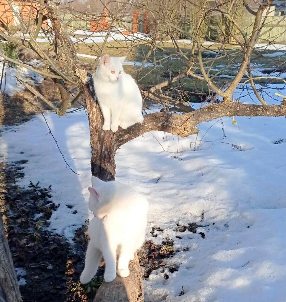 Весна и кошки в маленьком подмосковном городе Лотошино | Коты&Люди | Дзен