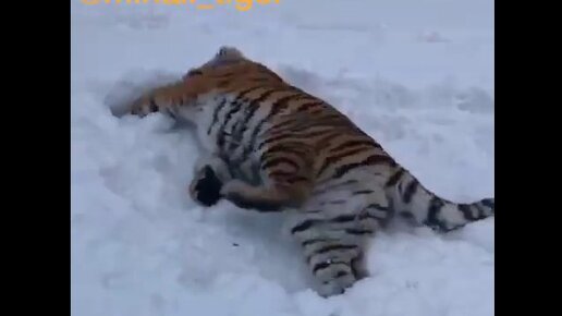 Видео тигров видео видео тигров против. Как нарисовать алабай против тигра.