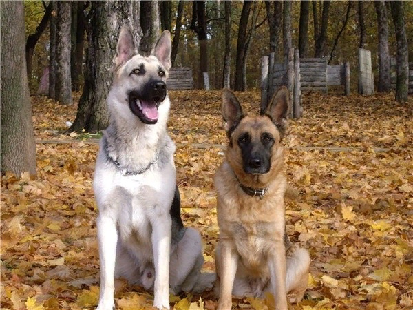 Восточноевропейская и немецкая овчарки