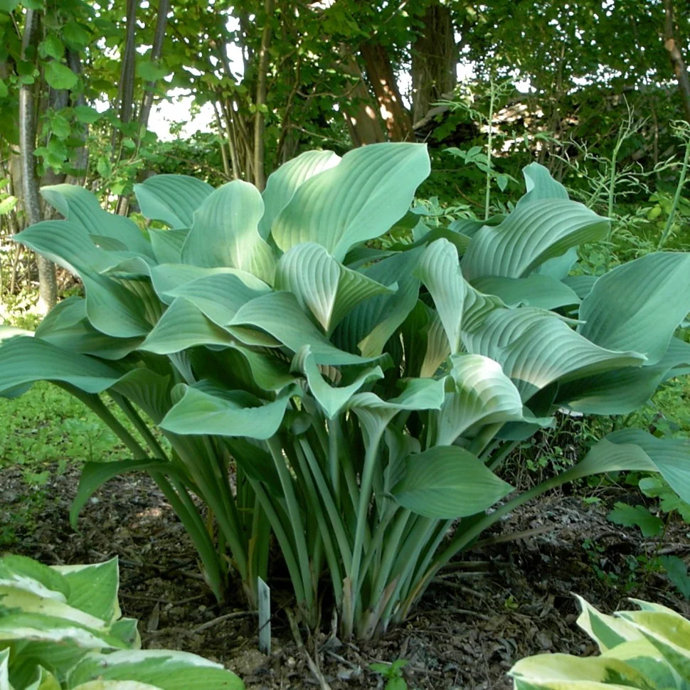 Вот так примерно выглядит и моя хоста.