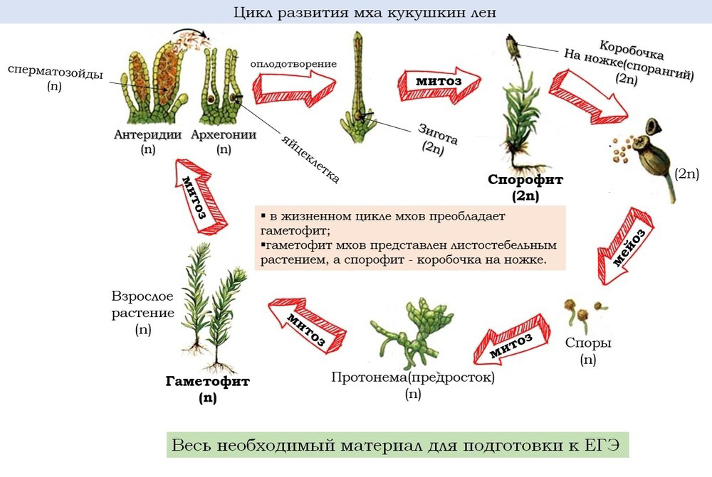 Цикл развития мхов на примере кукушкина льна схема