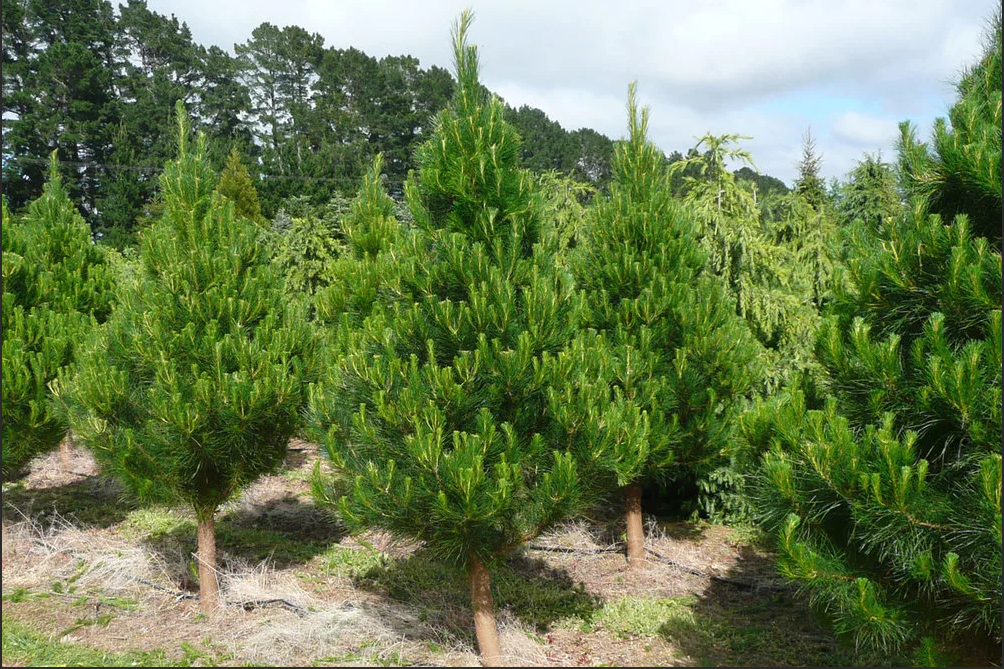 Плантация сосны монтерейской в Австралии. В этой стране сосну используют и в качестве рождественского (новогоднего дерева). www. spruced.squarespace.com