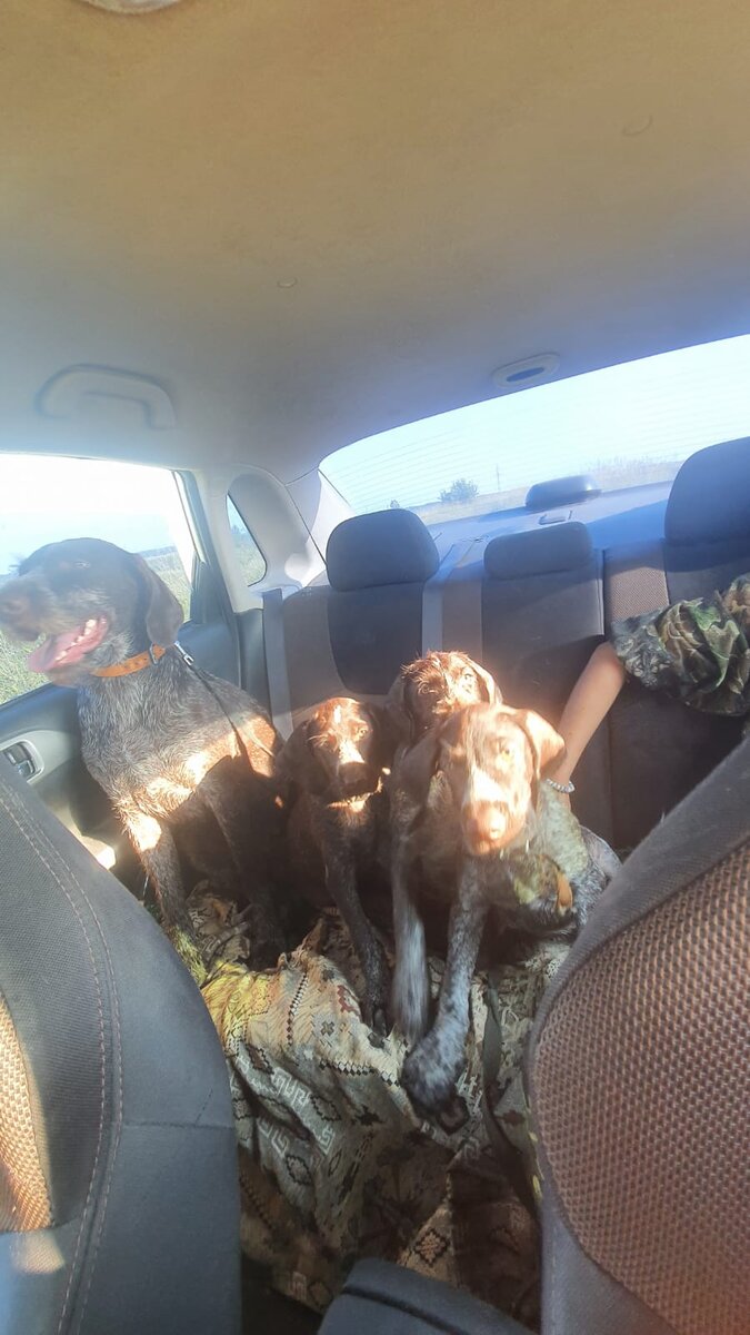 Тут нашим щенкам 2 месяца и 14 дней. Едем с первой пргулки в полях. Знакомили собак с просторами