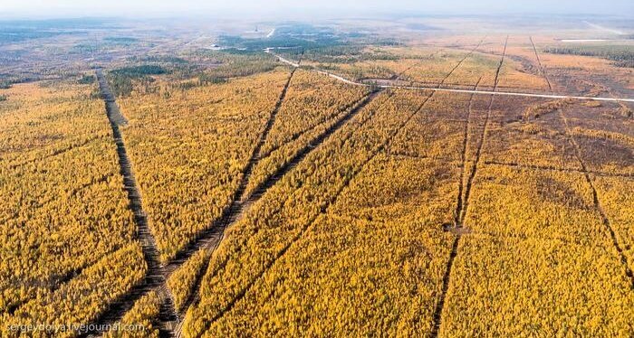 Пример просека в тайге