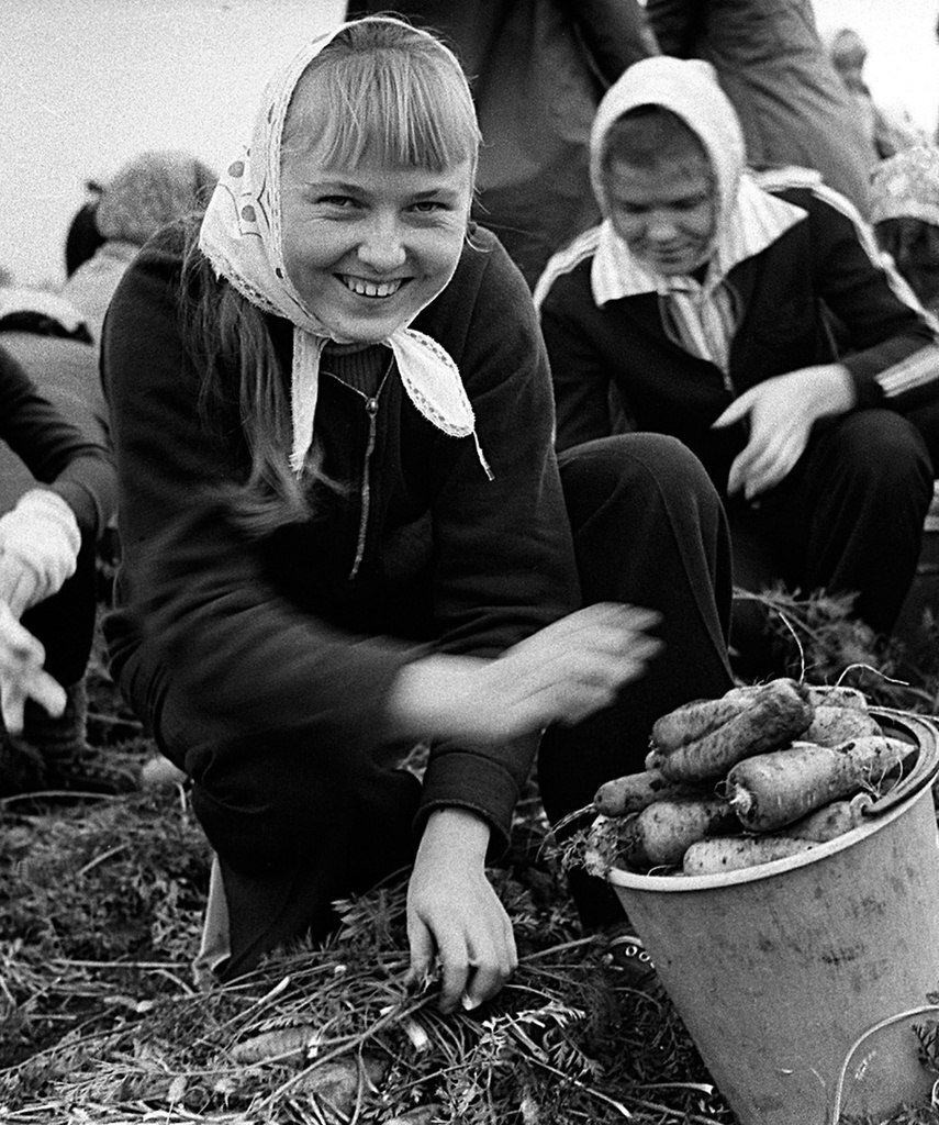 Советская традиция посылать студентов «на картошку» забыта. А вот воспоминания об этих поездках живы.                  -7