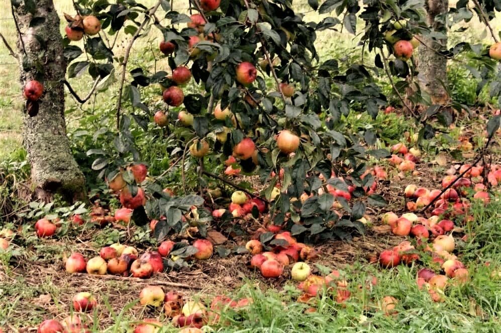 Если в хозяйстве нет скота или птицы, то упавшие яблоки, если они повреждены, попросту утилизируются. Но оказывается, из них можно извлечь огромную пользу для огорода и сада!