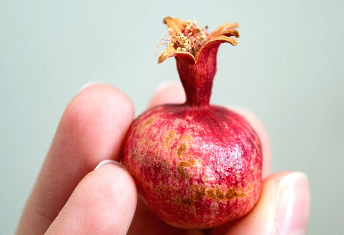 как вырастить гранат из косточки в домашних