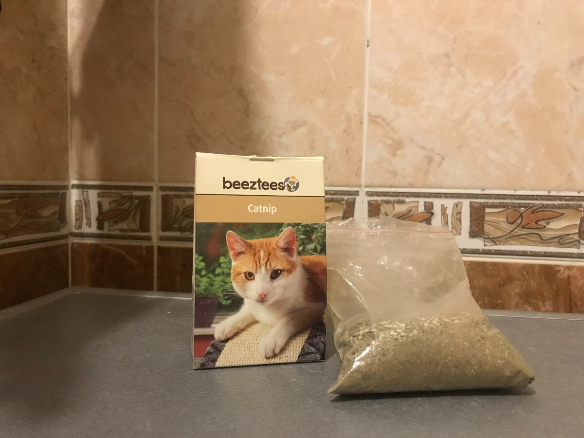 Кошачья мята, которую приобрел сын
