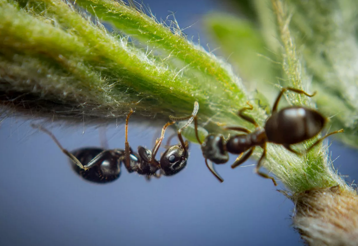 Тля рыжий муравей тип биотических отношений. Тля и муравьи. Муравей и тля Тип взаимоотношений. Муравей и тля симбиоз. Муравьи пасут тлю.