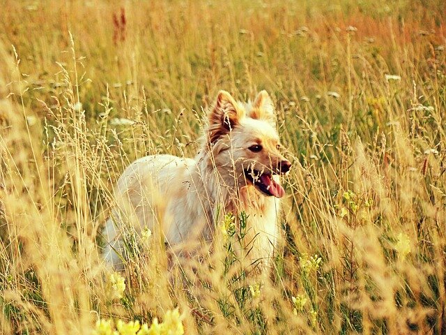 Фото Мухи у меня, к сожалению, не сохранилось. Поставил это изображение Оли Хмелюк с сайта Pixabay 