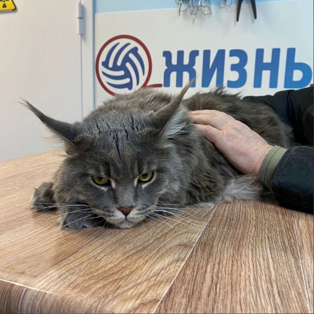 Ветеринарный дерматолог в Калуге. 