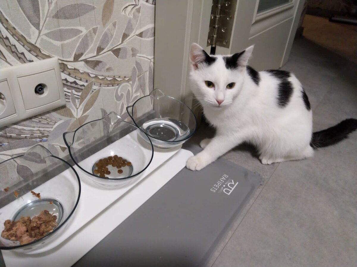 Котёнку невероятно повезло, он попал в чудесную семью