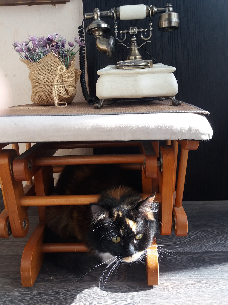 Кошка Марфа. Трёх цветные кошки бывают только девочки и олицетворяют счастье в доме. 