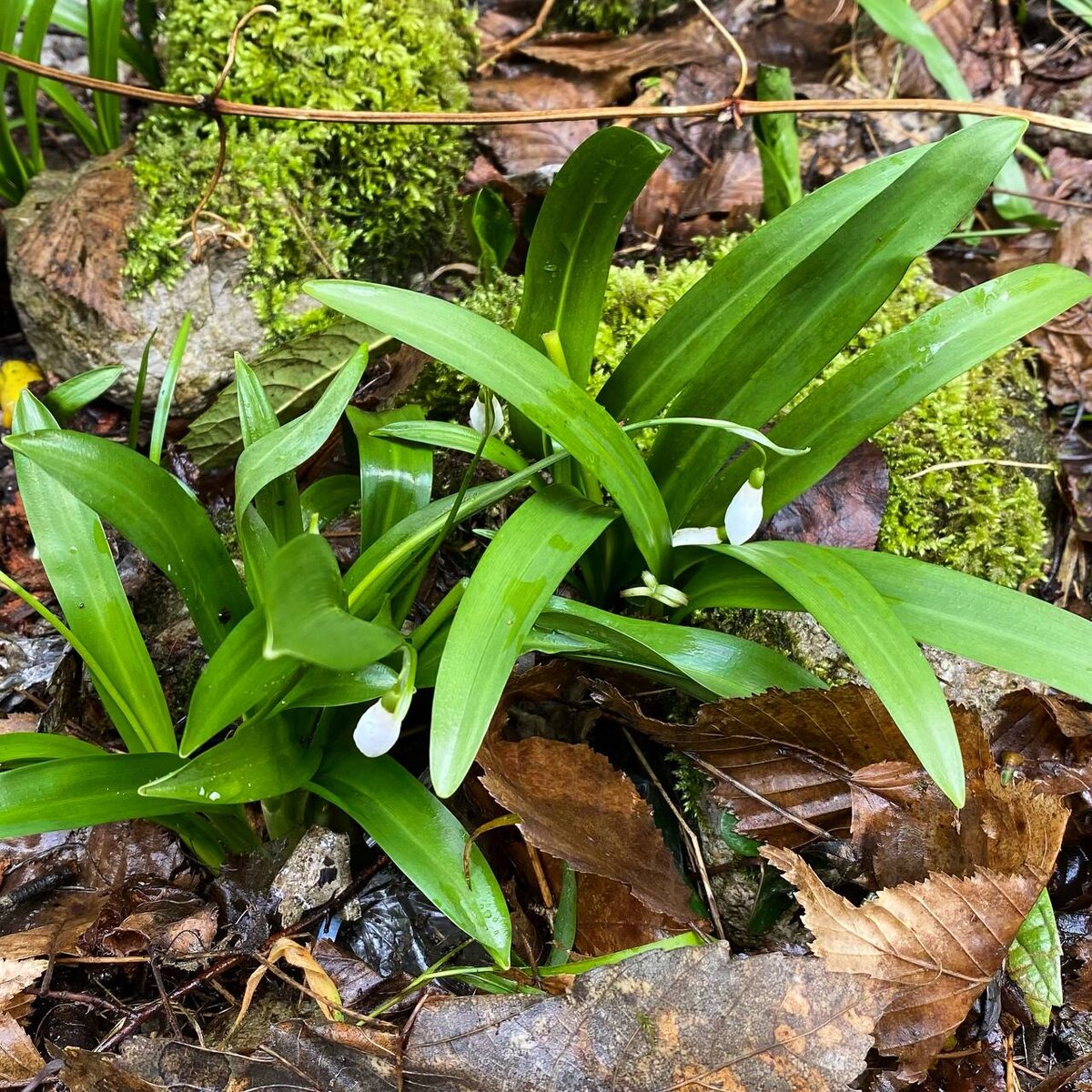 Подснежники Юпшарский каньон