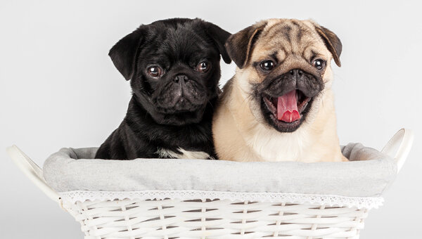 Глисты у щенка не всегда обнаруживаются с помощью анализов