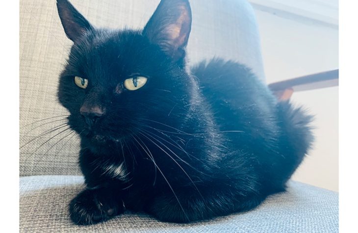 Henri, из домашнего архива Сэма Лейта