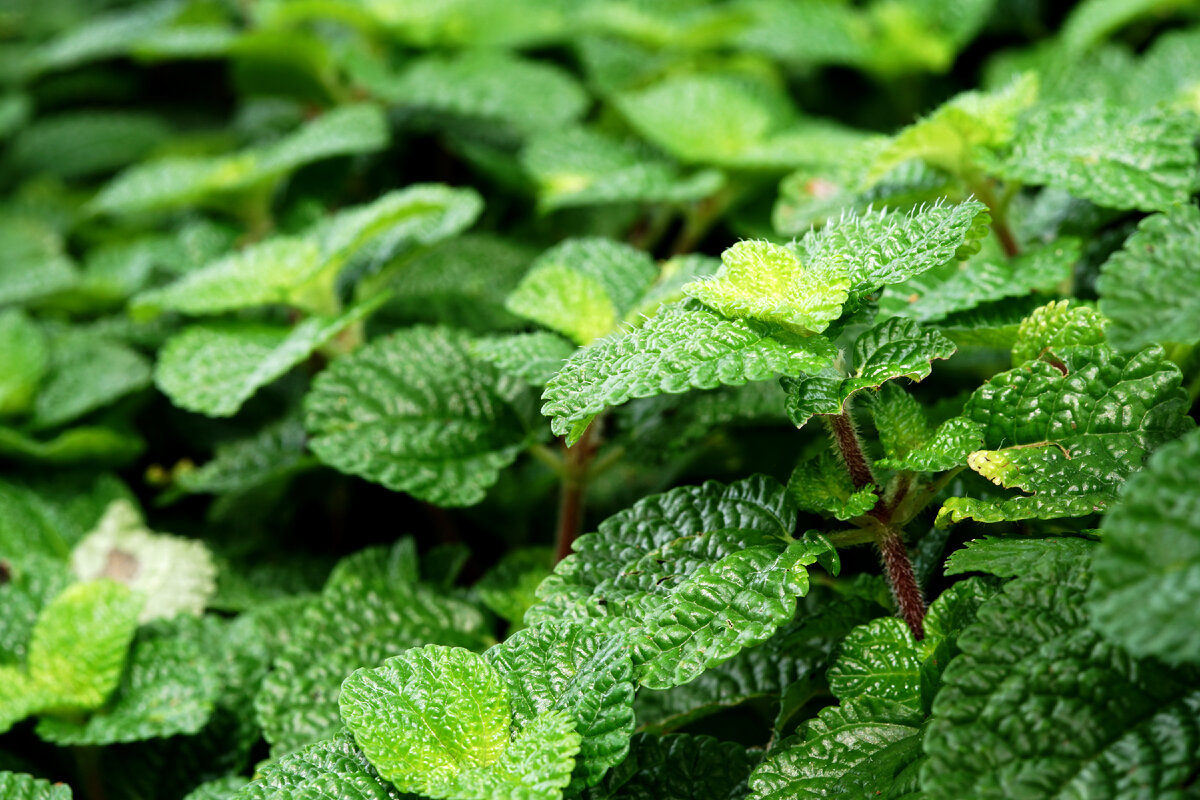 Мята растет.