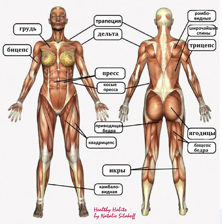 Туловища тела. Строение человека мышцы анатомия женщины. Анатомия человека мышцы женщины. Мышечное строение тела женщины. Схема мышц женского тела.