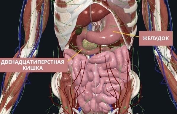 Зеленым цветом показаны лимфатические сосуды, протоки и узлы