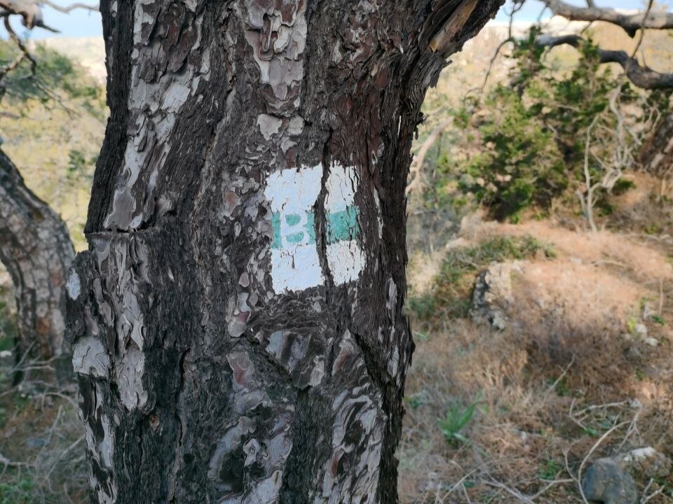 Маркировка  тропы на деревьях