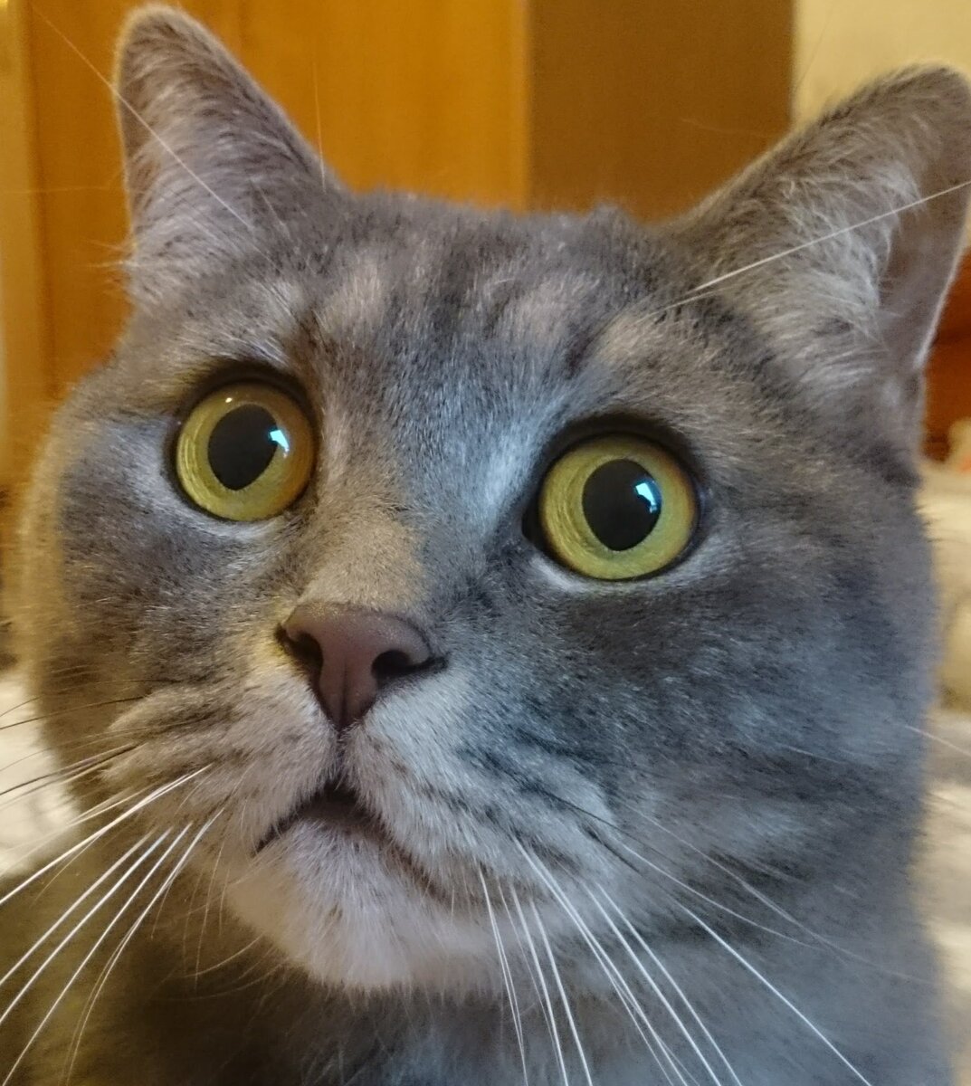 Это кот Мурзик.
