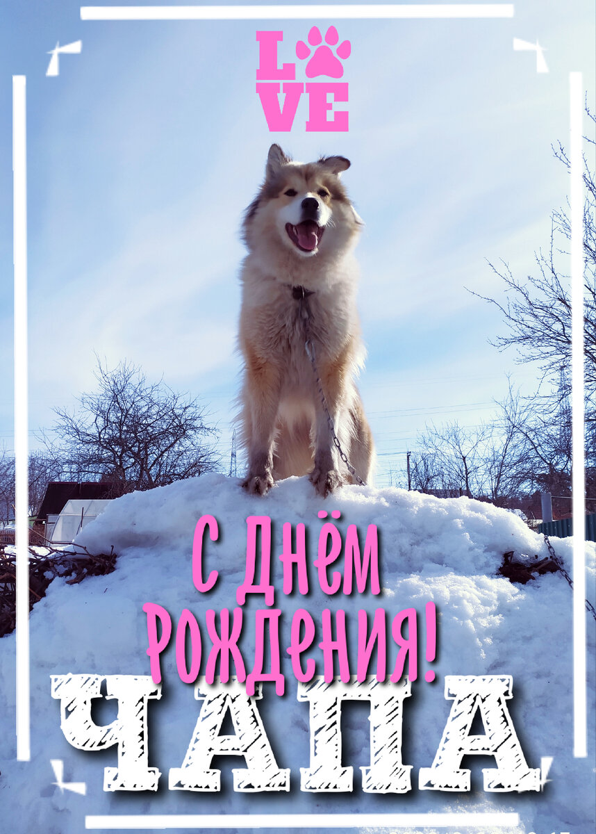 1 апреля назначен днём рождения Чапы в нашей семье.