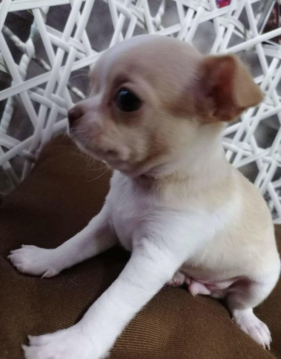 Маленький Лавруша 