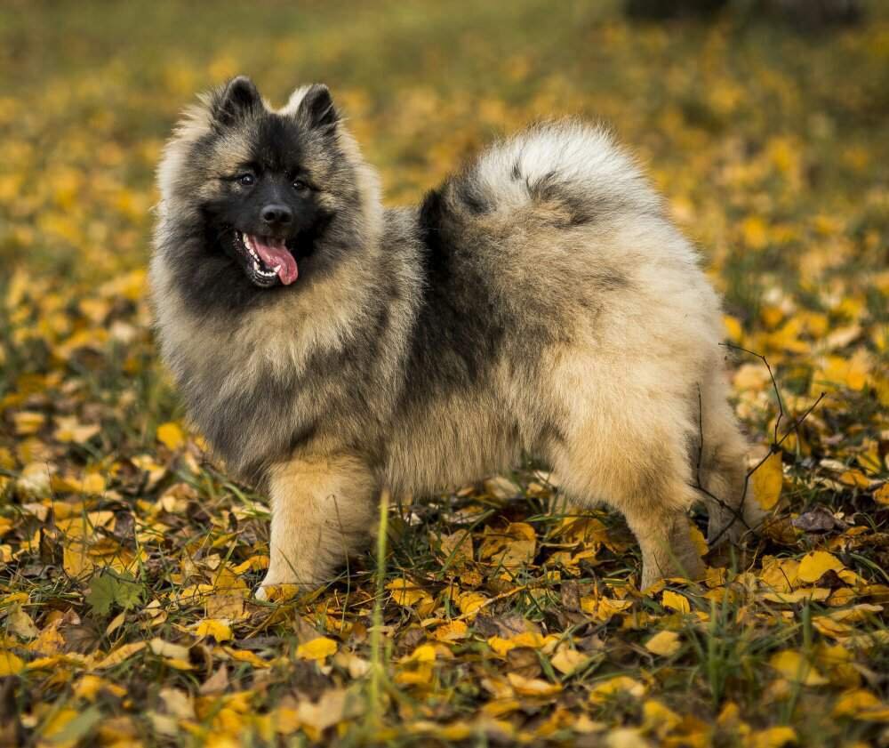 Вольфшпиц