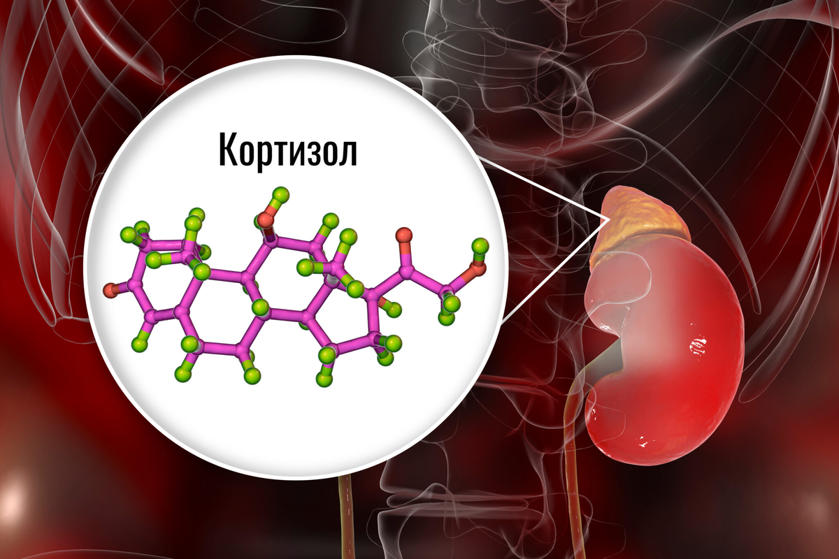 Гормон кортизол презентация