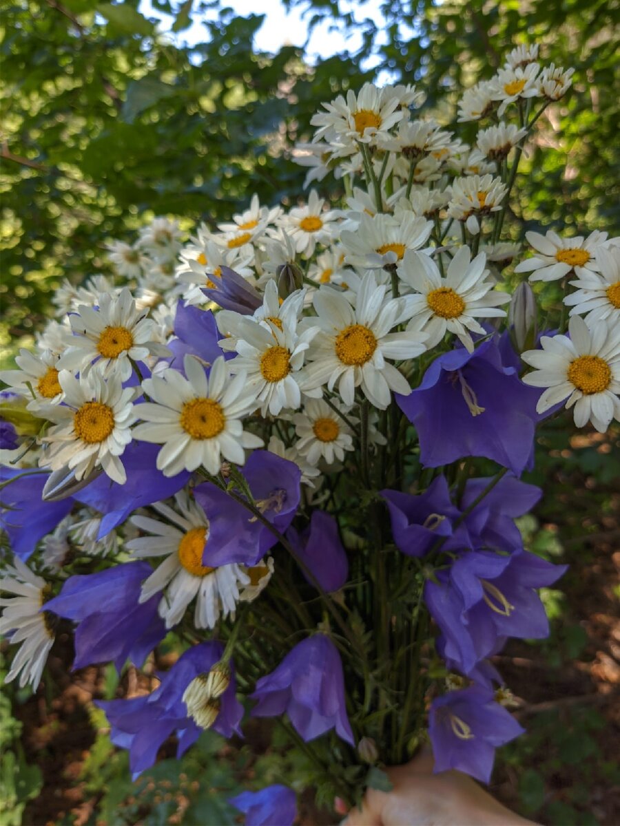 мой букет из полевых цветов. Такую ромашку использую только для полоскания волос