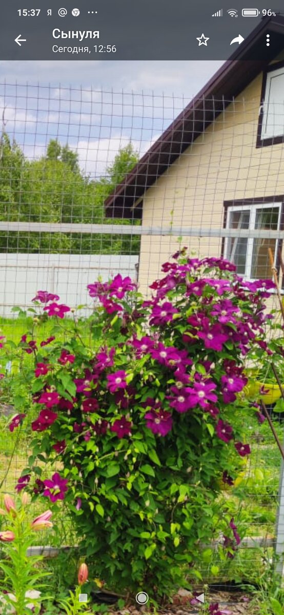 Роскошно цветет клематис!