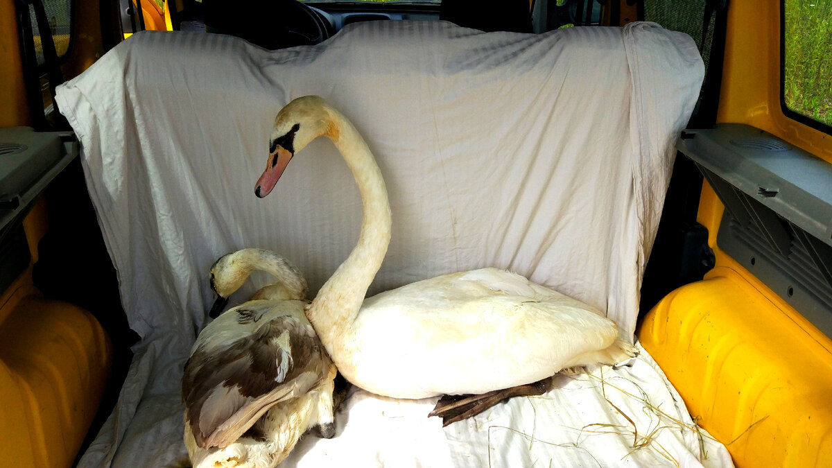 Лебеди - выпускники.