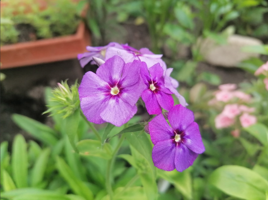 Флокс Друммонда 