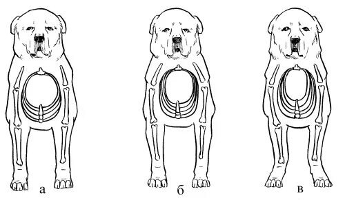 На картинке В - размëт. Норма - на картинке А. Фото из открытых источников. 