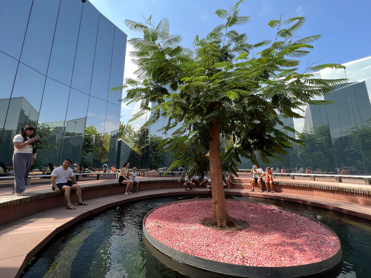 Самое  дорогое дерево Краснодара - Королевский делоникс. Звучат разные суммы, которые оно стоит, но чаще всего сумма в 150 000 евро, что по нынешнему курсу чуть больше 9 000 000 рублей) 