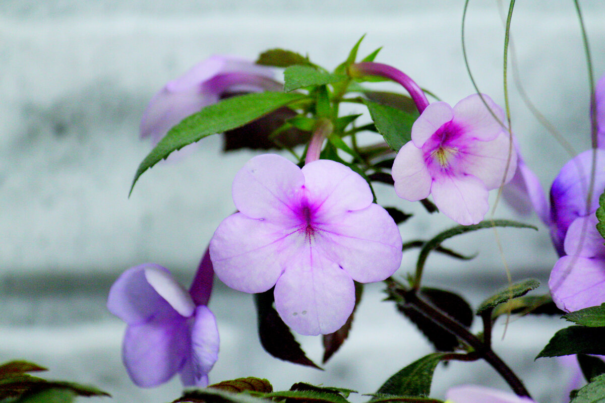 Фото и коллекция Masteritayaplants