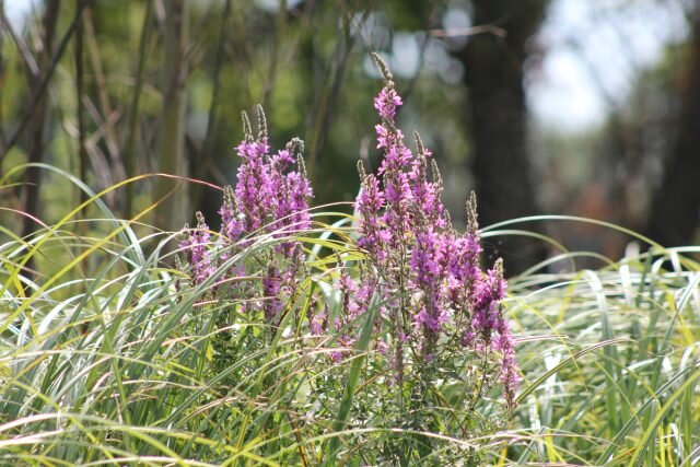 Мыши — кыш! Растения, отпугивающие грызунов