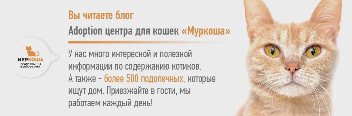 Наш приют – самый большой частный приют в Европе 