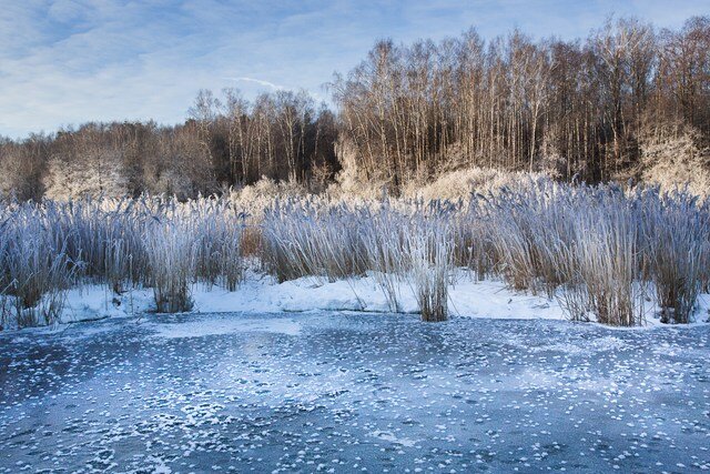 Только рассвело. Умеренный солнечный свет. Голубое небо в прозрачных облаках. Лишь сочетание реки, покрытой льдом, и голубого неба украшают оголенную растительность. Фото: Корчагина Татьяна
