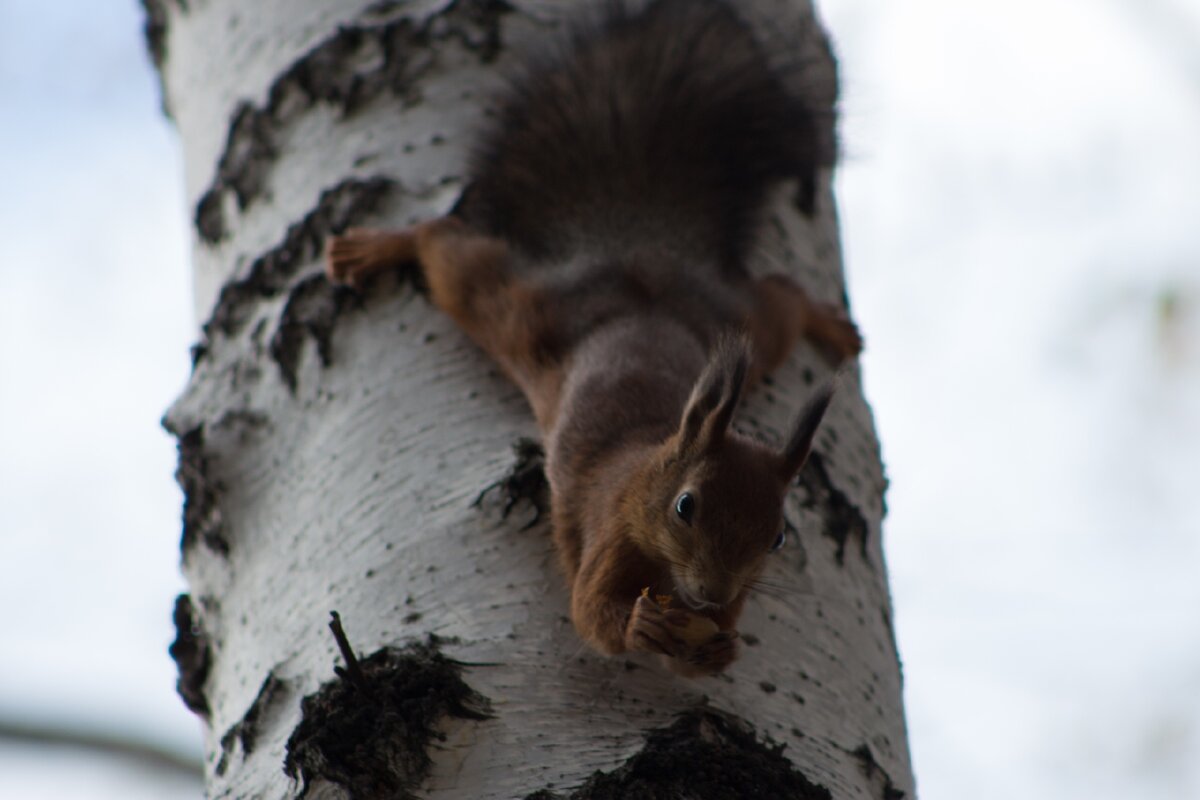 В немногих мегаполисах есть "островки" природы, в таких местах обитают белки, одно из таких славных мест - город ТОМСК