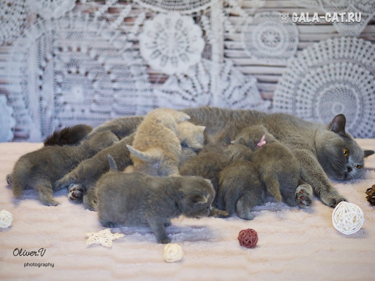 Фото британских котят в возрасте 3 недели