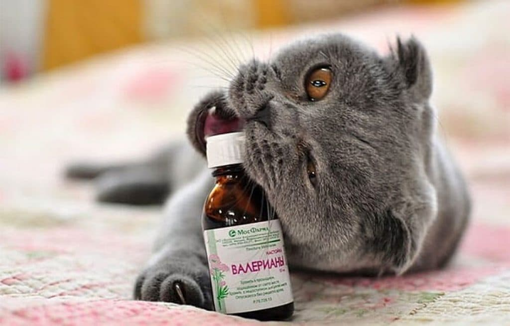 Думаю, все знают о невероятном кошачьем наркотике… валериане. Сам был свидетелем того, как кошки со всего микрорайона сбежались к месту, где разбился пузырек этого «чудодейственного» средства.
