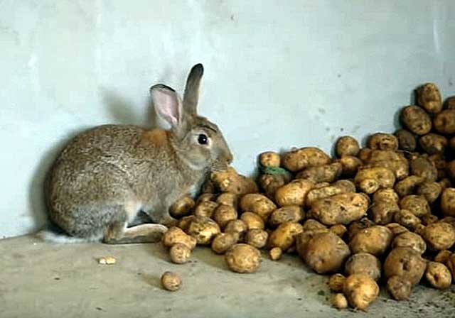 Картофель для кролика: можно ли давать и какой | Знай ферму | Дзен