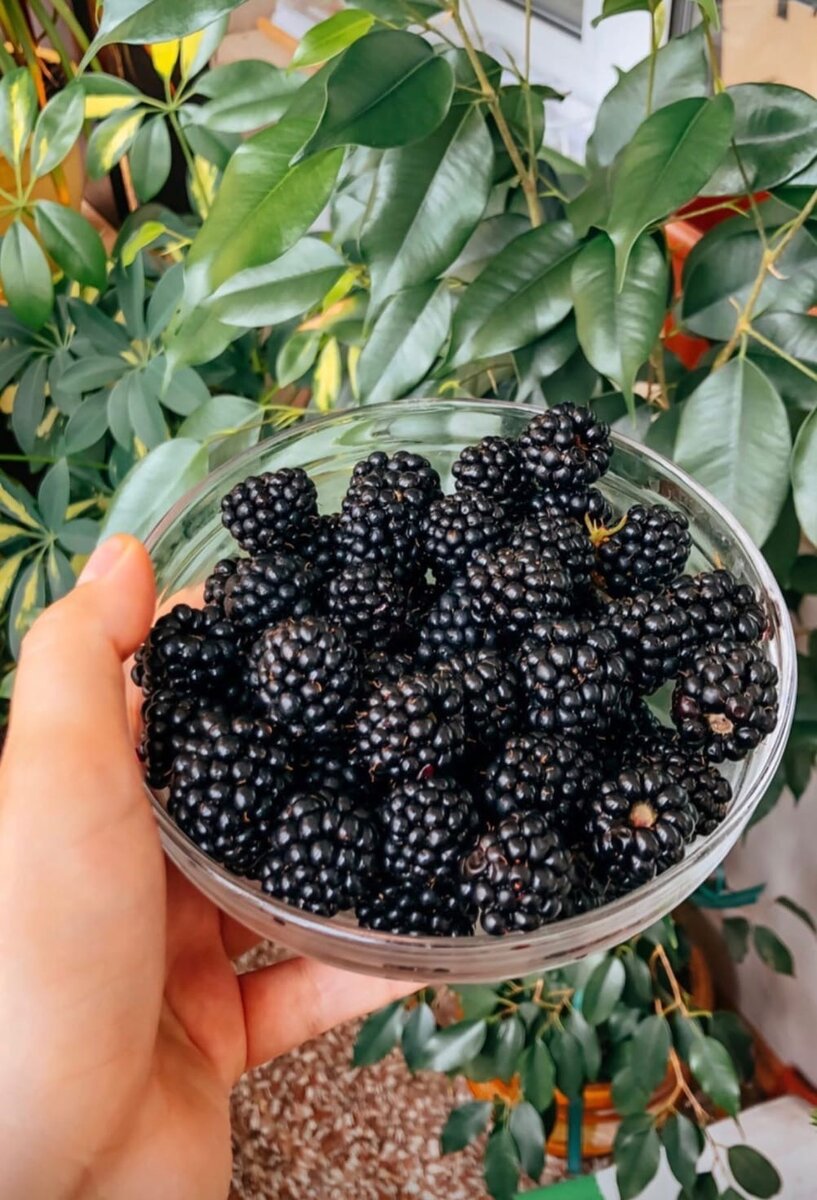 В этом году я неоднократно воевала с пятнами от ежевики