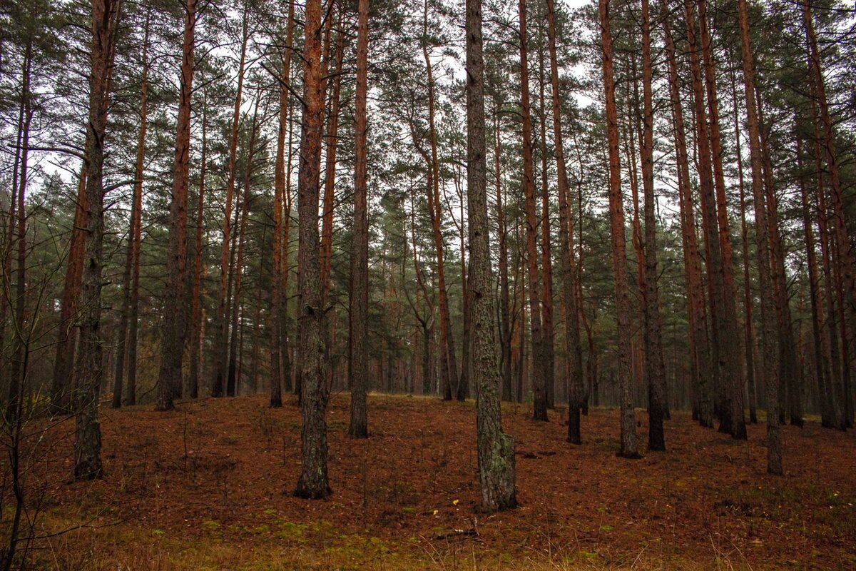 автор Станислав Петров