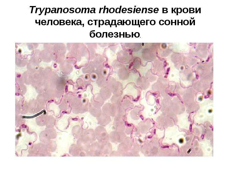 Использовано фото ресурса www.mypresentation.ru