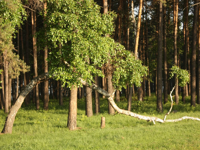 Древесина лесной кодекс