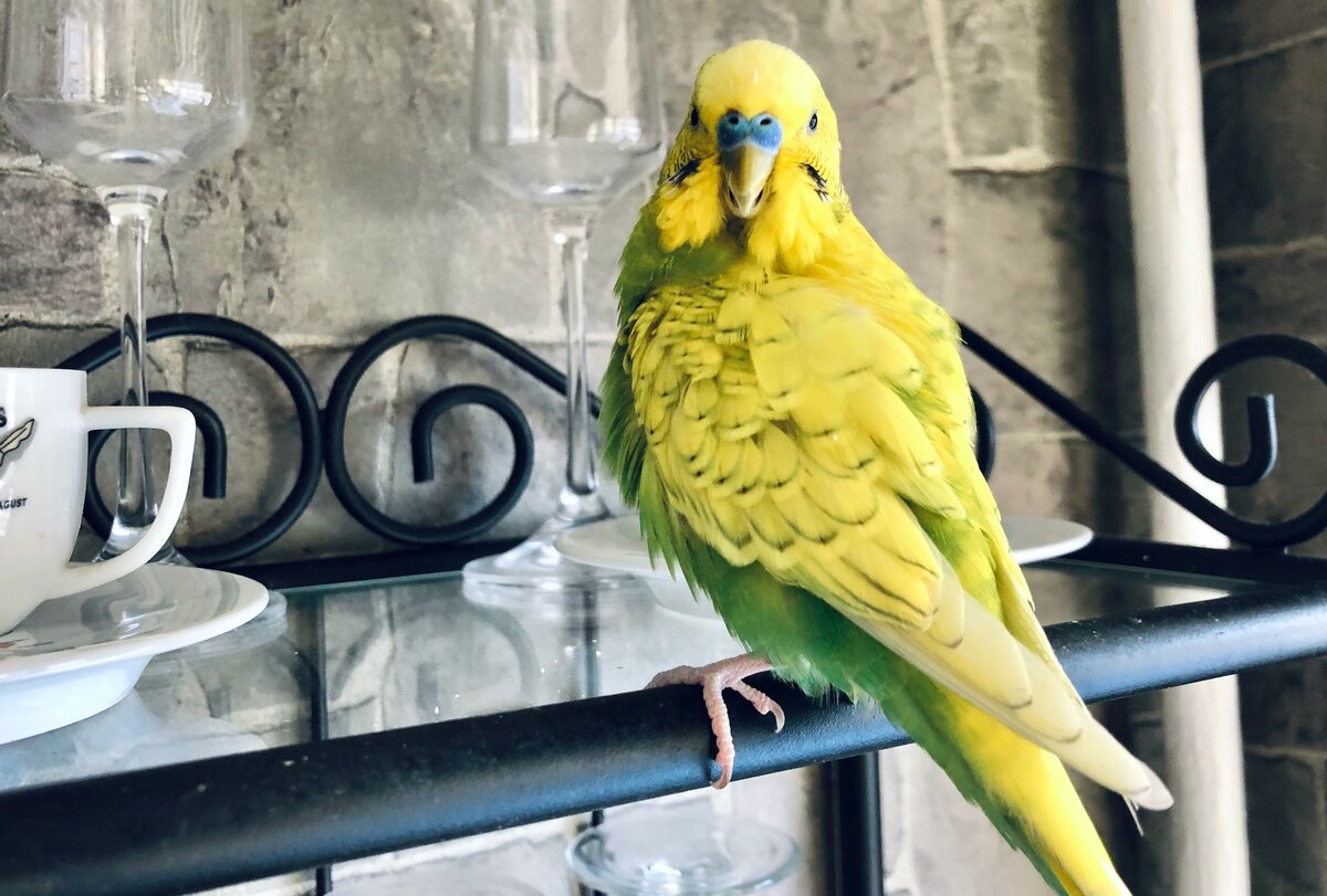 Тэри сидит с чашечками и бокалами. 