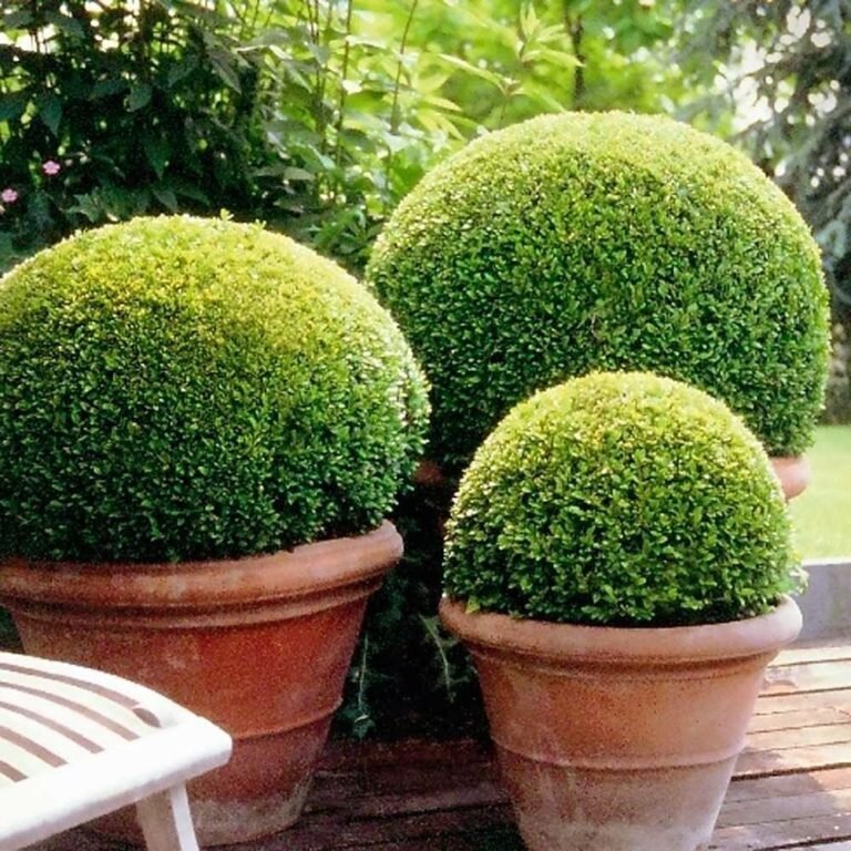 Вечнозеленый почему. Самшит Buxus. Самшит вечнозеленый Buxus sempervirens. Самшит Буксус вечнозеленый. Буксус (самшит) куст.